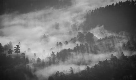 Free Images Tree Nature Forest Cloud Black And White Sky Fog
