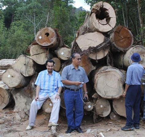 Justeru pas pahang berharap jabatan hutan, jabatan alam sekitar dan pejabat tanah dan daerah bentong tidak. Kelantan untuk BN: Pembalakan haram di Lojing