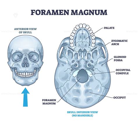 Foramen Magnum Skeletal Bone Hole In Human Skull Anatomy Outline