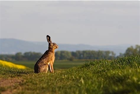 Mad March Hares Where To See Them