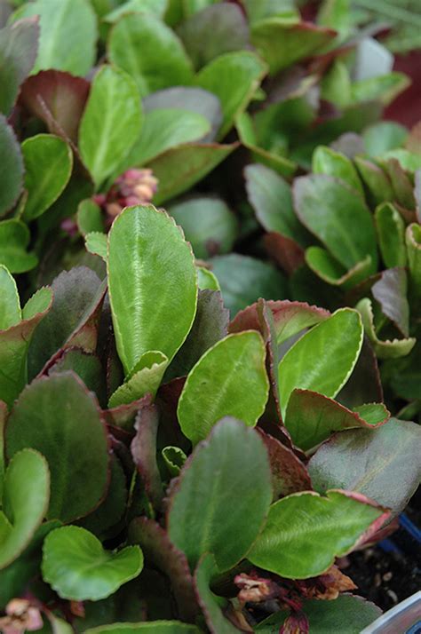 Bergenia flowers of early varieties often turn black due to the defeat of late spring frosts the flower garden bergenia best combined with less massive floral herbaceous perennials, such as. Bressingham Ruby Bergenia (Bergenia 'Bressingham Ruby') in ...