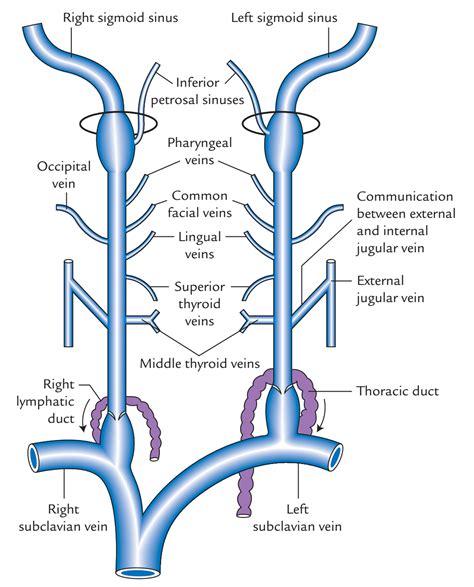 Internal Jugular Vein Earth S Lab