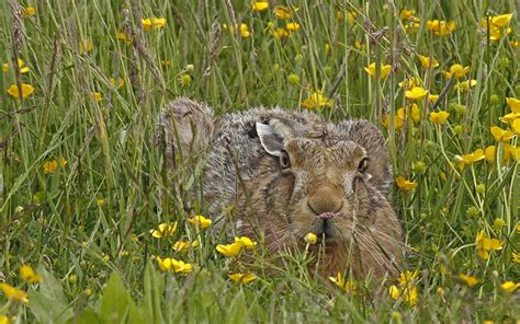 Sommer Hintergrundbilder Tiere