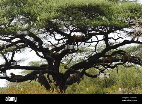 Tree Climbing Lion Manyara Hi Res Stock Photography And Images Alamy