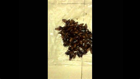 terrible world s largest cockroach nest youtube