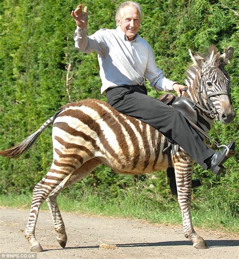 This Is Why We Dont Ride Zebras Like Horses A Horse Of A Different