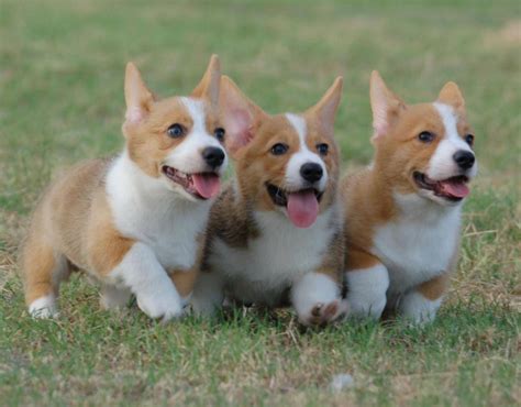 There are all account age and karma minimums to post. 15 Signs You're A Crazy Corgi Person... and Damn Proud To Be!