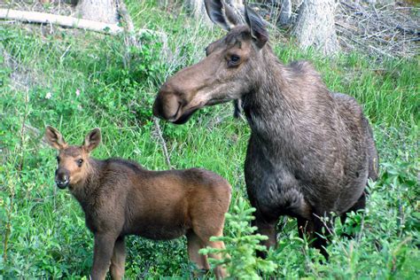 Moose Elk Facts And Adaptations Alces Alces