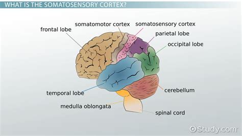 Somatosensory Cortex Function Location And Structure Video And Lesson