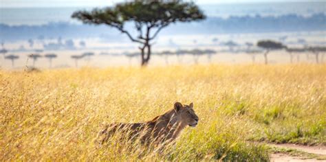 Maasai Mara Game Reserve Amazing Memories Safaris