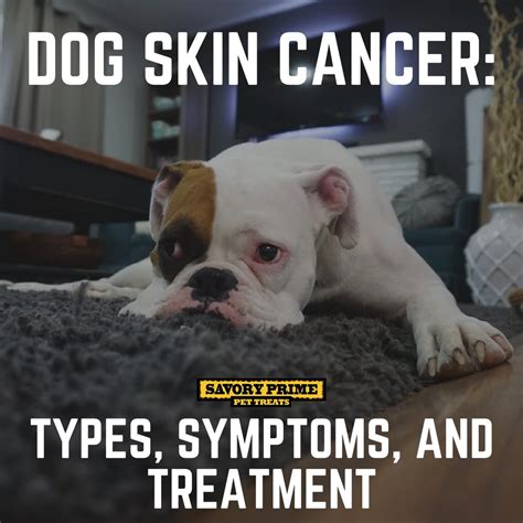 Dog Skin Cancer Types Symptoms And Treatment Savory Prime Pet Treats