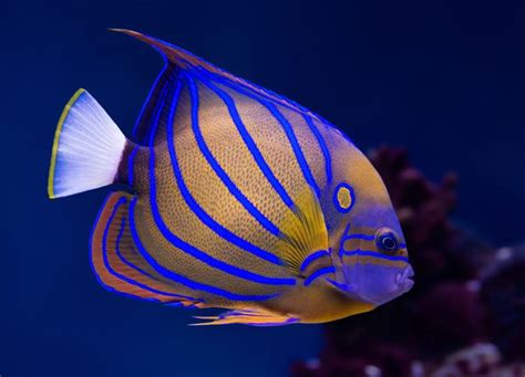 Blue Striped Tropical Fish Stock Photo Tropical Fish Aquarium