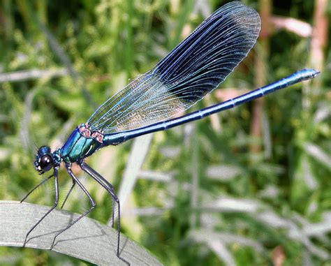 Dies nahm uns leider die aussicht und wir machten uns an einem samstag auf die suche. Fürs Fliegen bleibt Libellen nur eine kurze Lebenszeit ...