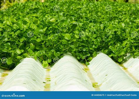 Watercress Plants In Hydroponic Culture Stock Image Image Of Nature