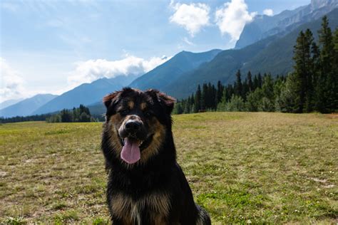 Euro Mountain Sheparnese Bernese Mountain Dog And German Shepherd Mix
