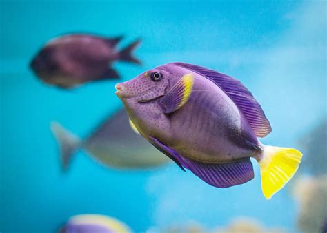 How Long Can a Fish Live Out of Water? - AquaViews