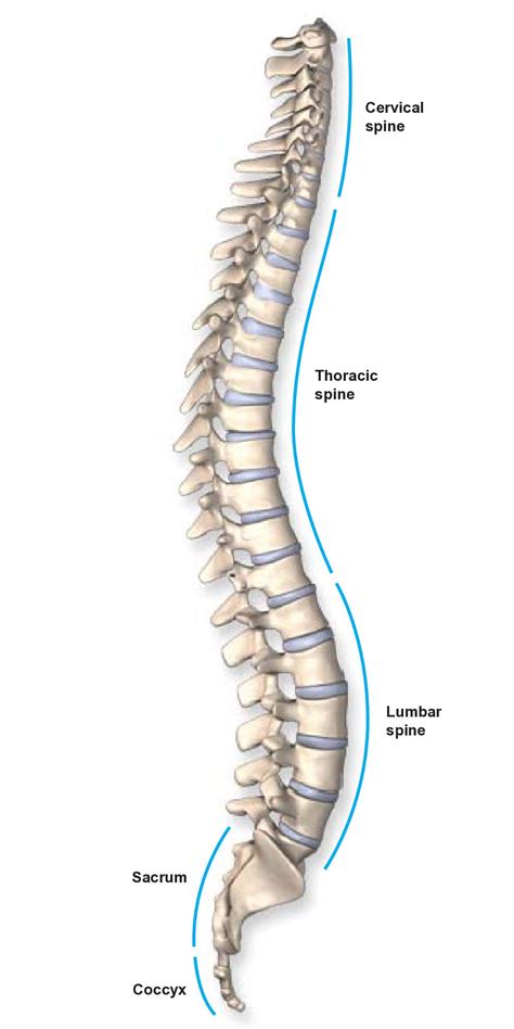 Spine Vertebrae Anatomy