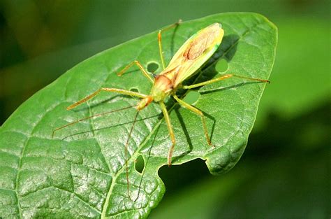 Assassin Bug Beneficial