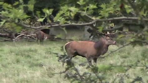 Red Deer Mating Season Hertenbronst Youtube