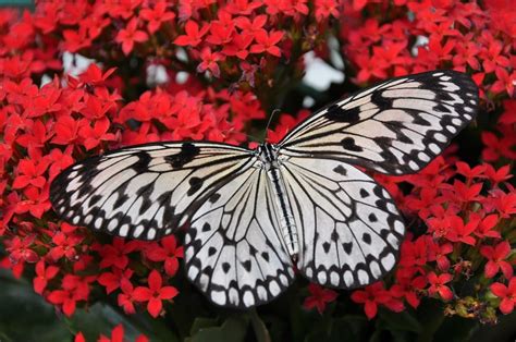 Papillons 10 Espèces Courantes Du Jardin