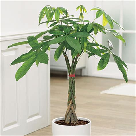 The technique of Astrologer Srilal: Money plant tree ...