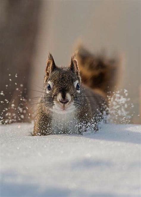 Playing In The Snow Cute Squirrel Squirrel Pictures Animals Beautiful