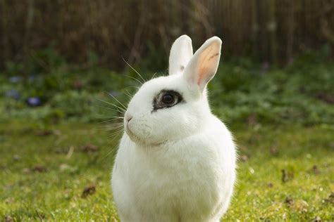 Rabbit Bunny Spring · Free Photo On Pixabay