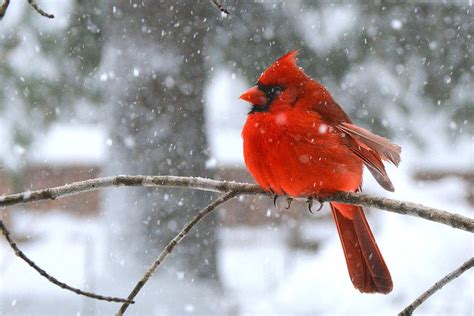 Northern Cardinal In Winter Snow Photograph By Dianne Sherrill Pixels