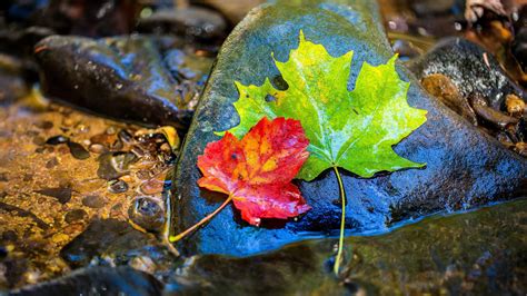 Looking for the best nature wallpaper ? Colorful Leaves In Stone 4K 8K HD Wallpapers | HD ...