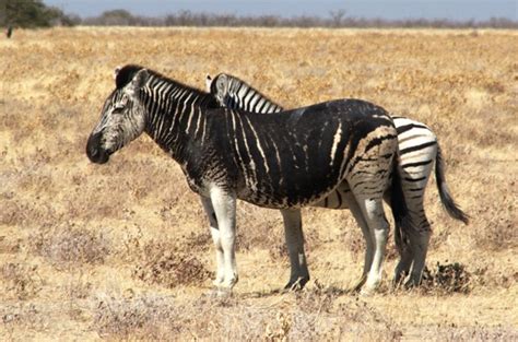 Strange Zebra Rare Animals Zebras Unusual Animals