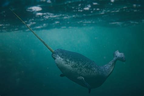 Are Narwhals Extinct 2020
