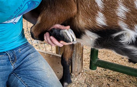 How To Trim A Goats Hooves The Open Sanctuary Project