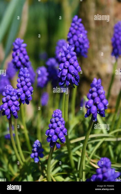 Grape Hyacinth Blue Bell Bluebell Flower Spring Flowera Stock Photo