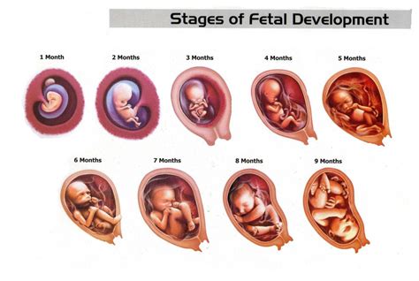 مراحل تكوين الجنين بالصور من اول يوم صور تبين كيف يتكون الانسان في