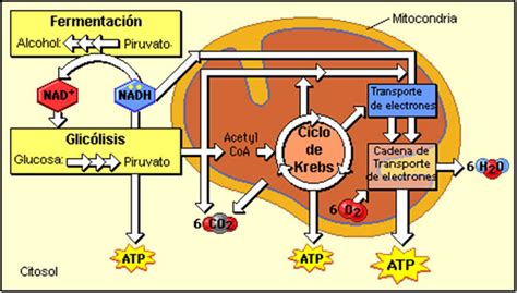 Biología La mitocondria y el ciclo de Krebs