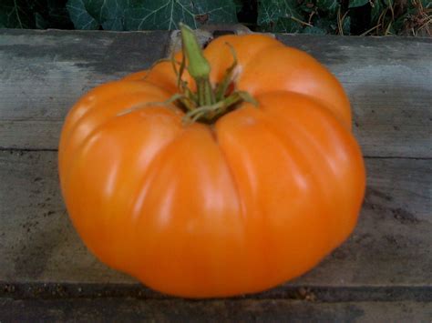 Amana Orange Beefsteak Tomato Heirloom Non Gmo Seeds Rare Etsy