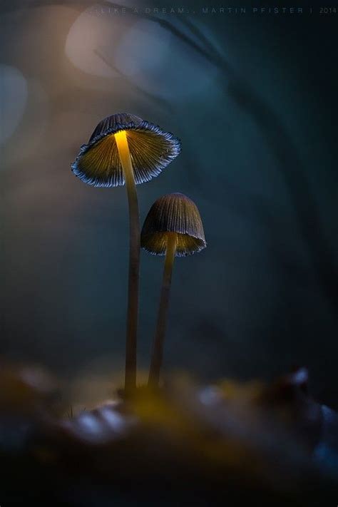 Like A Dream Stuffed Mushrooms Magical Mushrooms Nature Photography