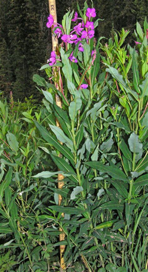 Southwest Colorado Wildflowers Chamaenerion Angustifolium