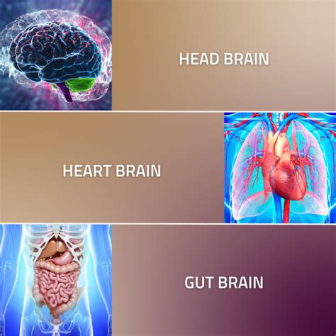 Your Om Our Three Brains The Head The Heart And The Gut