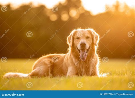 An Adult Golden Retriever Dog At The Park Stock Photo Image Of Hour