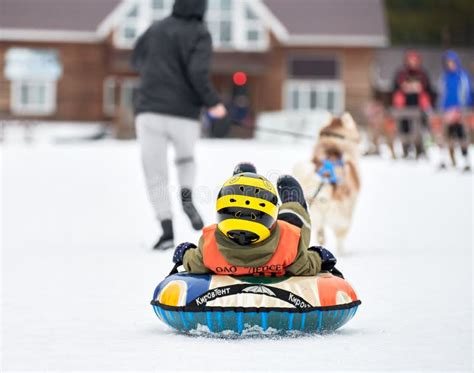 Little Kid On Snow Tubing With Sled Dog Editorial Stock Image Image