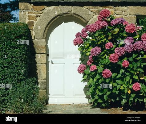 Front Door Shrubs Hydrangeas Stock Photo Alamy
