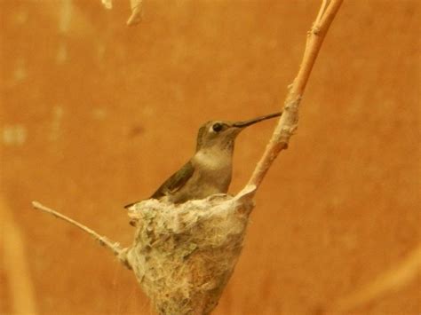 A Humming Bird On Her Nest In An Old Green House Smithsonian Photo