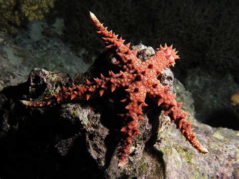 19 Bizarre And Beautiful Starfish Species Mnn Mother