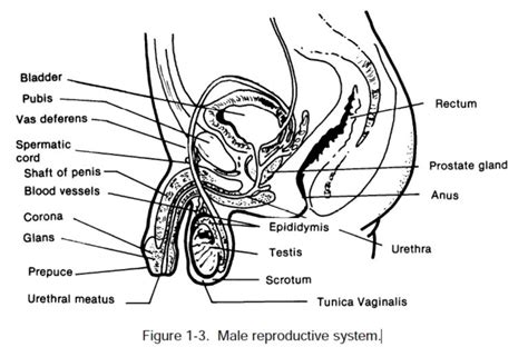 Male Reproductive Anatomy In Detail Side View SexiezPicz Web Porn