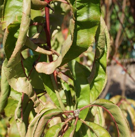 How To Treat Peach Leaf Curl Guildford Garden Centre