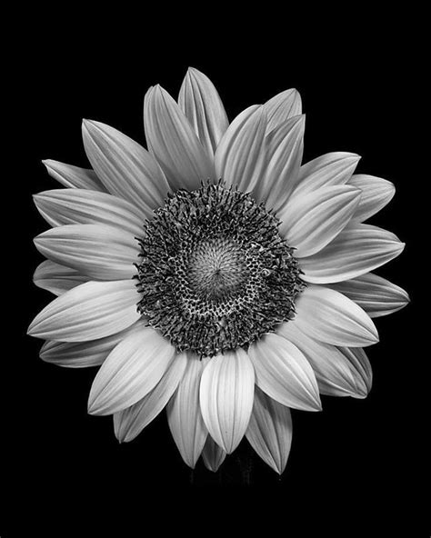 Paintings Of Sunflowers Black And White Sunflower