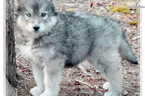 Agouti Is A Female Wolf Hybrid Puppy For Sale Near Las Vegas Nevada