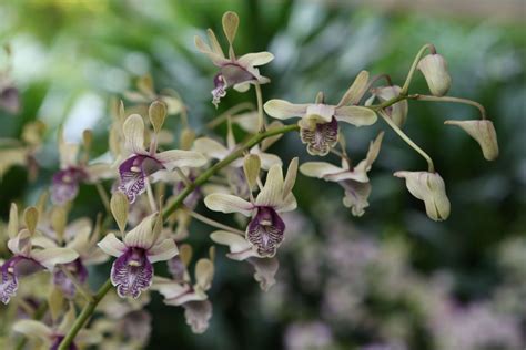 Happy Friday An Orchid Was Named After Visiting Icelandic President