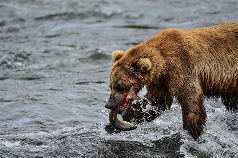 The Alaska Peninsula Brown Bear Just Caught A Salmon Photograph By